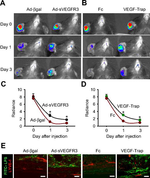 Figure 6. Blockade of VEGF-C/D or VEGF-A delays FITC-LPS from the inflammation site to DLNs in the inflamed skin. AdsVEGFR-3 (R3) or Ad-βgal (109 pfu) was injected 12 hours before the intradermal injection of FITC-LPS into ear skin. VEGF-Trap (25 mg/kg) or dimeric-Fc (Fc, 25 mg/kg) was given 1 day before and after FITC-LPS into ear skin. (A-D) At days 0, 1, and 3 after the injection of FITC-LPS, the remaining FITC-LPS was quantified with IVIS and presented as relative radiance (photons/sec per cm2/steradian). All dots represent mean ± SD from 4 to 5 mice. *P < .05 versus Ad-βgal or Fc. (E) At day 3 after the intradermal injection of FITC-LPS, the ears were sectioned and immunostained for LYVE-1, and merged. Scale bars represent 50 μm. Four independent experiments show similar results.
