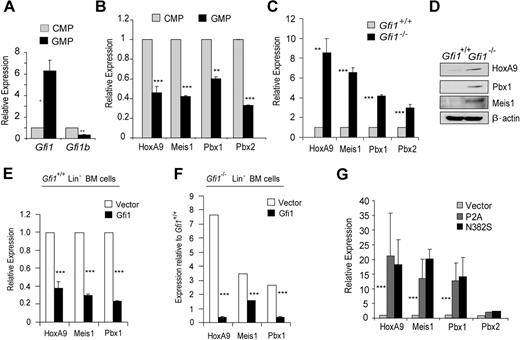 Figure 1. Gfi1 coordinately regulates the expression of the HoxA9-Pbx1-Meis1 complex during myeloid progenitor differentiation. (A) Quantitative real-time gene expression analysis of Gfi1 and Gfi1b in sorted CMPs and GMPs from wild-type Lin− bone marrow cells. (B) Quantitative real-time gene expression analysis of HoxA9, Meis1, Pbx1, and Pbx2 in RNA from panel A. (C) Quantitative real-time gene expression analysis of HoxA9, Meis1, Pbx1, and Pbx2 in RNA from wild-type or Gfi1−/− littermate Lin− bone marrow cells. (D) Immunoblot analysis of HoxA9, Pbx1, and Meis1 in protein extracts from wild-type or Gfi1−/− littermate Lin− bone marrow cells. (E) Quantitative real-time gene expression analysis of HoxA9, Meis1, and Pbx1 in RNA from wild-type Lin− bone marrow cells transduced with an empty retroviral vector (Vector) or 1 expressing Gfi1 (Gfi1). (F) Quantitative real-time gene expression analysis of HoxA9, Meis1, and Pbx1 in RNA from Gfi1−/− Lin− bone marrow cells transduced with an empty retroviral vector (Vector) or 1 expressing Gfi1 (Gfi1). (G) Quantitative real-time gene expression analysis of HoxA9, Meis1, Pbx1, and Pbx2 in wild-type Lin− bone marrow cells transduced with retrovirus expressing Gfi1 dominant-negative mutants (P2A or N382S) or an empty vector control (Vector). Error bars indicate SD. *P ≤ .05, **P ≤ .01, ***P ≤ .001.