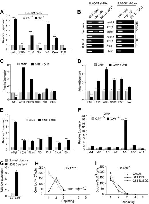 Figure 3. Gfi1 loss of function directly deregulates HoxA9, Pbx1, and Meis1 in GMPs. (A) Quantitative real-time gene expression analysis of putative HoxA9-target genes c-Myb, CD34, Pim1, Flt3, Pu.1, Cxcr4, and Ebf1 in RNA from wild-type or Gfi1−/− littermate Lin− bone marrow cells. (B) Chromatin immunoprecipitation (ChIP) analysis with a Gfi1-specific monoclonal antibody (2.5D.17) or isotype control IgG (Con IgG) showing Gfi1 physically bound to conserved promoter elements in HoxA9, Pbx1, and Meis1 (Promoter), but not 3′-untranslated regions of these genes (3′UTR). Gfi1 binding was detected in control nontargeting shRNA-treated HL60 cells (HL60-NT shRNA) but not in Gfi1-specific shRNA-knock-down HL60 cells (HL60-Gfi1 shRNA). (C,D) Quantitative real-time gene expression analysis of Gfi1, Gfi1b, HoxA9, Meis1, Pbx1, and Pbx2 in sorted CMPs (C) and GMPs (D) from RosaCreERT2+ Gfi1fex4-5/fex4-5 Lin− bone marrow cells with or without tamoxifen (OHT). (E) Quantitative real-time gene expression analysis of putative HoxA9-target genes c-Myb, CD34, Pim1, Flt3, Pu.1, Cxcr4, and Ebf1 in RNA from panel D. (F) Quantitative real-time gene expression analysis of HoxA locus gene expression in RNA from wild-type or Gfi1−/− littermate isolated GMPs. (G) Quantitative real-time gene expression analysis of HoxA9 in CD34+ bone marrow cells from 3 healthy donors or a GFI1N382S patient. Error bars indicate SD. (H,I) Methylcellulose colony-forming assay with serial replating of HoxA7−/− (H) or HoxA9−/− (I) Lin− bone marrow cells transduced with retrovirus expressing Gfi1 dominant-negative mutants (P2A or N382S) or an empty vector control. Error bars indicate SEM.