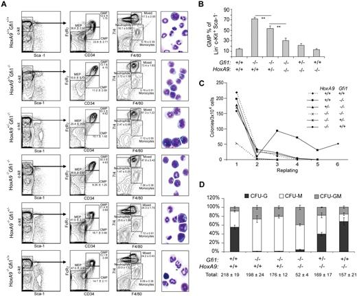 Figure 4. HoxA9 controls Gfi1-induced myeloid progenitor differentiation, in vivo accumulation, and in vitro life span. (A) Flow cytometric analyses of bone marrow cells from mice (WT, n = 4; HoxA9−/−Gfi1+/+, n = 4; HoxA9−/−Gfi1+/−, n = 4; HoxA9−/−Gfi1−/−, n = 4; HoxA9+/−Gfi1−/−, n = 2; HoxA9+/+Gfi1−/−, n = 4). Populations ± SD (insets) are shown. Photomicrographs (×100) of cytospins from whole bone marrow preparations of representative animals (right). (B) Graphic representation of GMP in panel A. (C) Methylcellulose serial replating assay of Lin− bone marrow cells from mice in panel A. (D) Methylcellulose colony formation assays of bone marrow cells with percentages displayed are the average of independent analyses from individual mice in panel A. All assays represented (A-D) were initiated from 1 cohort of mice on the same day. Results shown are representative of at least 3 separate analyses on different cohorts. Error bars indicate SEM. **P ≤ .01