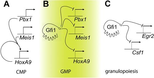 Figure 5. Gfi1 integrates separable transcriptional programs in myeloid progenitors. Graphic representations. (A) In CMPs, HoxA9 is autoregulated. (B) In GMPs, Gfi1 represses Meis1, Pbx1, and HoxA9. Deregulation of Gfi1 leads to the HoxA9-dependent accumulation of myeloid progenitors. (C) Granulopoiesis is critically controlled by Gfi1 repression of target genes such as Csf1 and Egr2.20,47
