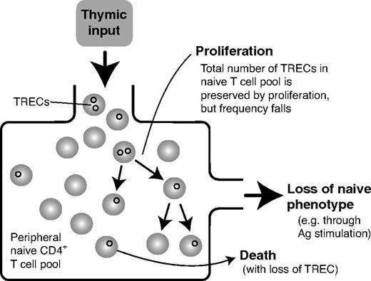 Figure 1. Naive T-cell and TREC dynamics. TRECs (small black circles) are present at low frequencies in naive T cells leaving the thymus and are preserved in total numbers by cell division in the periphery. Assuming the rate of intracellular degradation of TRECs is negligible, loss of TRECs from the naive pool is caused only by loss of naive cells, either by death or differentiation into effector phenotype.