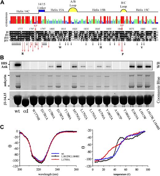 Figure 1. Alanine-scanning mutagenesis identifies the critical residues within the ankyrin-binding domain of erythroid βI-spectrin. (A) Sequence alignment of the ankyrin-binding region of βI spectrin23 (codons 1768-1898) with βII, βIII, and βIV spectrin. The red arrows above the alignment labeled KP (Kennedy peptide) represent the limits of ankyrin-binding activity previously identified, ie, deletion of sequences outside this region did not perturb ankyrin-binding activity.23 The histogram summarizes the strength of homology among these spectrins; red, conserved in all 4 spectrins; green conserved in 3 of 4; light blue, conserved in 2 of 4; and dark blue, not conserved. The putative structural feature of each region of sequence also is depicted. Arrows below the alignment indicate the position of each of the 42 mutants examined in this study. Red arrows highlight amino acids that abrogated ankyrin binding; the length of the arrow approximates the inhibitory potency of the mutation. Black arrows indicate amino acid changes that had no effect. All amino acids mutations were to alanine unless otherwise indicated by the bold letters. The W1779R mutant explored the effect of deletion of the highly conserved trp at that locus; L1812W replaced the “invariant” trp that characterizes most spectrin repreats; L1848H restored the H that is conserved in other spectrin repeats; A1867P was designed to mimic the pro at this position in βV spectrin (sequence not shown); and A1884V explored the impact of the Saõ Paolo mutation. (B) Western blot using anti-HIS antibody to detect his-ankR (top) and Coomassie blue stained SDS-PAGE (bottom) show the results of a single pull-down assay of 17 representative peptides. The first lane is the wt βI-14,15 peptide; lane 2 is αI-14,15 spectrin peptide that does not bind ankyrin. The next 12 lanes represent mutations that diminished ankyrin binding; their position is as labeled. Lane 15 is representative of an alanine substitution that has no effect on ankyrin binding; the last 2 lanes are the 2 peptides incorporating tryptophan at position 1812 and histidine at position 1848. (C) CD and thermal-melt analysis of selected peptides. The panel on the left shows the CD analysis of 3 peptides. The wt peptide in blue is nearly super-imposable with L1793A (red), a mutant peptide that abrogates ankyrin binding, and the Trp/His double mutant (black) that binds ankyrin normally. Each of these peptides had a calculated α-helix content of ≈70%. Thermal melt analysis (right panel) of the same peptides reveals a loss of cooperative unfolding of the L1793A mutant. Other peptides selected for CD and thermal melt analysis were similar to the wt peptide.