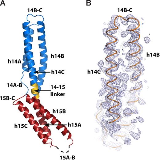 Figure 2. The crystal structure of the ankyrin-binding domain of erythroid spectrin. (A) Ribbon diagram of the βI-14,15 di-repeat. The 14th repeat (βI-14) is shown in blue, the 14,15 linker is shown in gold, and the 15th repeat (βI-15) is red. The dashed line designates the disordered 15A-B loop. Other secondary structure elements are labeled as in the text. (B) Experimental SAD-phased electron-density map covering the 14th repeat of βI spectrin (blue mesh) calculated to 2.5 Å and contoured at 1.5σ. The Cα trace of the final model of βI-14,15 (orange) is superimposed.