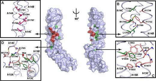 Figure 3. Residues critical for ankyrin binding are located around and within the 14,15 linker. In the center panel, the molecular surface and the coil representation of the βI spectrin di-repeat structure are shown. Solvent-exposed residues critical for ankyrin recognition are red; buried residues are green; the remaining residues are colored light blue. The view in the left panel is the same as in Figure 2A, whereas the right panel view is rotated ∼90° clockwise around the vertical axis. (A) Detailed view of the putative ankyrin-recognition surface with the critical residues represented as red ball-and-stick. (B) Interactions in the hydrophobic core of βI-14 with the important hydrophobic residues in green and other interacting residues shown as beige ball-and-stick. (C) The role of Y1802 in stabilizing the structure of βI-15. The side-chain of Y1802 (green) forms interactions with residues from all 3 helices of the 15th repeat (beige). (D) Interactions in the 14,15 linker region. The side-chains of S1796 and Y1866 (green) interact with residues from both repeats (beige) and appear to be critical for determining the relative orientation of the two repeats. The water molecule is shown as red sphere, while the dashed lines indicate hydrogen bonds. The major secondary structure elements are labeled in italic.