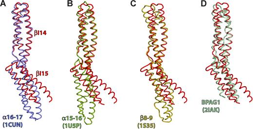 Figure 4. The tilt angle between repeats is large in βI-14,15. Comparison with previously determined spectrin di-repeat structures reveals that the tilt angle between repeats βI-14 and βI-15 is the largest observed so far in any spectrin, and is similar to that observed in some plakin repeats. Depicted is least-squares superpositioning of βI-14,15 (red) with: (A) Repeats 16 and 17 of the chicken α-spectrin (blue, PDBID: 1CUN); (B) Repeats 15 and 16 of chicken α-spectrin (green; PDBID: 1U5P); (C) Erythroid spectrin repeats 8 and 9 (gold; PDBID: 1S35); (D) The BPAG1 di-repeat structure (light blue; PDBID: 2IAK). The βI-14 repeat was used as a reference molecule for superpositioning.