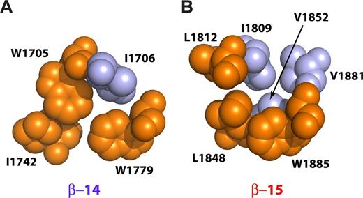 Figure 5. Interactions near the conserved tryptophan residues in the βI-14 and βI-15 repeats. The diagrams show space-filling models with the conserved hydrophobic triplets depicted in orange and other interacting residues colored light blue. (A) The 14th repeat contains 2 conserved tryptophan residues, W1705 and W1779. W1705 is in the highly conserved g position of the second heptad of h14A and interacts with the d position residue of the third heptad of h14B (I1742). The semiconserved W1779 is in the a position of the second heptad of h14C and interacts with both W1705 and I1742 as well as with I1706. (B) The 15th repeat lacks both the “invariant” tryptophan in h15A and the semiconserved histidine in h15B. Instead, this repeat contains L1812 and L1848 and the semi-invariant W1885. L1848 interacts with W1885, whereas L1812 interacts with I1809. The core is further stabilized by V1852 and V1881 that interact with I1809 and W1885, respectively. The cores of both βI-14 and βI-15 are thus tightly packed and hydrophobic, without included water. This is unlike the structure reported for βI-9 that also lacks the invariant tryptophan.39
