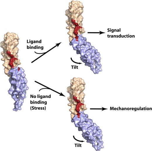 Figure 6. Model of the spectrin di-repeat as a generalized mechanosensitive protein–protein interaction motif. The N-terminal repeat is colored beige, the C-terminal repeat is light blue, and the residues critical for ankyrin binding are colored red. (Left) The βI-14,15 di-repeat is shown in a hypothetical extended conformation similar to that observed in most of the previously determined spectrin di-repeat structures. The conformation of βI-15 and the 15A-B loop are modeled in this structure using the βI-8,9 structure (PDBID: 1S35) as a reference. In this conformation, the continuity of the ankyrin-binding surface is disrupted; mutagenesis data suggest that loss of residues stabilizing the tilt angle abrogates ankyrin binding. Such a conformation might conceivably be generated by stretch across the di-repeat44 or perhaps by other factors such as point mutations or by lipid binding.20 (right) Ligand binding would alter the conformation of the linear di-repeat, inducing down-stream events (signal transduction), or the same conformational change may occur in the absence of ligand binding and under mechanical stress, inducing ligand binding. In either case, the delicate conformation of the ligand-binding pocket generated by spectrin di-repeats makes this structure an attractive candidate as a mechanosensory switch. This switch is dynamically depicted in Figure S3.