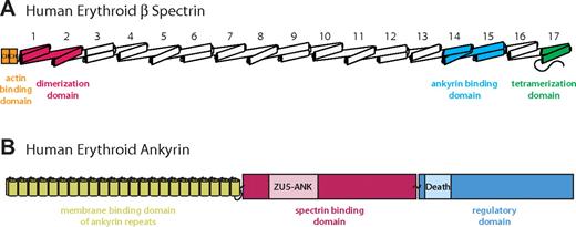 Figure 1. Schematic diagrams of erythrocyte β-spectrin and ankyrin. The schematic diagrams show the domain organization of the 2 molecules. (A) The intact human erythroid β-spectrin (HEβ) molecule consists mainly of tandem repeats of 3-helix bundles, each bundle known as a spectrin repeats (numbered from N to C terminus). The ankyrin binding domain comprises repeats 14 and 15 (light blue).24,25,28 Additional binding domains include 2 N-terminal calponin homology (CH) domains responsible for actin binding (orange), spectrin repeats 1 and 2, which mediate α/β dimer formation (red), and a tetramerization domain consisting of a 2-helix bundle (ie, an incomplete repeat) near the C-terminus (green). (B) Human erythroid ankyrin (Ankyrin R) consists of an N-terminal membrane protein binding domain composed of ankyrin repeats (yellow), a central spectrin binding domain that harbors a ZU5-containing subdomain identified as the minimal binding domain for β-spectrin (ZU5-ANK) (red/pink), and a C-terminal regulatory domain that modulates the affinities of the other domains and contains a Death Domain (blue).