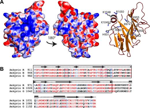 Figure 3. ZU5-ANK displays a conserved, positively charged surface patch. (A) The electrostatic map (left) of ZU5-ANK subdomain of ankyrin displays a positively charged patch on its surface attributable to the presence of several positively charged amino acids. The basic residues involved are shown in the ribbon diagram (right) shown in the same orientation as the electrostatic surface. Only the side chains of the positively charged residues are shown (ball-and-stick). The middle panel shows the electrostatic map rotated 180° from the left panel and serves to illustrate that only one surface shows the positively charged patch. The molecular surface of the molecule is shown with the equipotential electrostatic surface mapped onto it at ± 15 KbT/ec. (B) Sequence alignment of 3 major human ankyrin isoforms (R, B, and G) indicates that many of the charged residues, boxed in blue, are highly conserved at the sequence level and are likely to form part of similar charged surfaces. The secondary structure elements in the structure are shown above the sequence (helices are shown as rectangles, sheets as arrows, and loops as dashed lines). The black box identifies the canonical ZU5 region.46