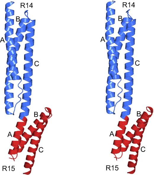 Figure 4. Structure of human β-spectrin repeats 14 and 15, the ankyrin binding domain. Stereo diagram of β-spectrin repeats 14 and 15 corresponding to the ankyrin binding domain. The structure displays a canonical spectrin fold consisting of 3-helix bundles connected by a helical linker. Repeat 14 is shown in blue and repeat 15, which contains some disordered regions distal to repeat 14, is in red. Helices are marked as A, B, or C, corresponding to the first, second, or third helix of each bundle, respectively. Rotating views of several representations of the molecule are shown in Video S1.