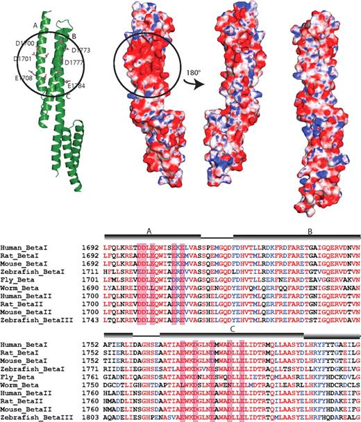 Figure 5. The ankyrin binding domain of human β-spectrin (repeats 14-15) displays a conserved, negatively charged surface patch. (A) A group of acidic residues in repeat 14 form a negatively charged patch. The ribbon diagram of repeats 14 and 15 (left) shows the acidic residues involved in forming this patch (circled). Only the side chains of the negatively charged residues are shown (ball-and-stick). The electrostatic surface of the protein shows the presence of the patch (second diagram from left with circle) in the same orientation as the ribbon diagram. The third diagram from the left shows the electrostatic surface of repeats 14 and 15 rotated approximately 180° with respect to the ribbon diagram. As can be seen, this side of the protein does not show any large charged regions. The structures of other known spectrin repeats do not display such a localized charge distribution; the electrostatic map of β-spectrin repeats 8 and 9 (right) is shown as a representative. The molecular surface of the molecule is shown with the equipotential electrostatic surface mapped onto it at ± 15 KbT/ec. (B) Sequence alignment of β-spectrin from several isoforms and species. The alignment shows that the acidic residues on helices A and C are well-conserved, although, in general, the entirety of β-spectrin repeats 14 and 15 are well-conserved. The negatively charged amino acids forming the patch are boxed in red and the position of the helices is shown by cylinders above the sequence.