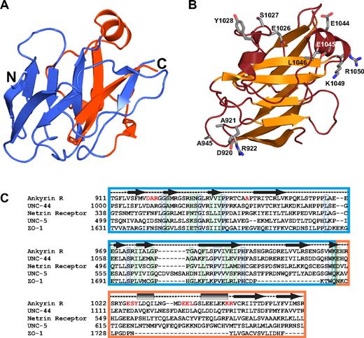 Figure 6. The structure of the ZU5 domain of ankyrin helps understand general features of this domain. (A) The ribbon diagram shows the ankyrin ZU5 domain (ZU5-ANK). The region corresponding to the canonical ZU5 region is shown in blue, whereas the last 55 amino acids forming this domain are shown in red. The diagram illustrates that 2 of the β strands in the β-sheet core come from residues lying outside the ZU5 consensus region, suggesting that the ZU5 consensus may extend beyond the canonical boundaries. (B) The ribbon diagram shows the functional mutants of ankyrin that map to the ZU5-ANK structure. The mutants are mostly found on the surface of a single face of the molecule. One of the mutations was mapped from an ankyrin variant implicated in hereditary spherocytosis and corresponds to L1046P,48 whereas other are functional mutants (DAR920AAA, A945P, ESY1026AAA, EE1044AA, KR1049AA) mapped from mutagenesis studies in other ankyrin isoforms that impair spectrin-binding activity in cell culture.49 Only the side chains of these mutants are shown (ball-and-stick). (C) Sequence alignment of human ankyrin R and 4 other ZU5 domain-containing proteins: Caenorhabditis elegans UNC-44, human netrin receptor, C elegans UNC-5, and human zona occludens-1. In correspondence with the color coding in panel A, the ZU5 domain46 is boxed blue whereas approximately 50 residues C-terminal to each protein's ZU5 consensus region (when available) are boxed in orange. Secondary structure assignments based on the structure of ZU5-ANK are provided above the sequence alignment as in Figure 3B. Residues printed in red indicate the locations of the functional mutants depicted in panel B. Individually boxed residues denote sites of universal (blue) or high (green) conservation among the presented sequences.