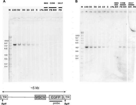 Figure 4. Southern blot analysis corroborates polyclonality and VCN as determined by qPCR. (A) DNA was cut with EcoR1, which cuts once within the vector as shown. Mixtures of DNA from a K562 cell line containing a single copy of the SIV vector with DNA from untransduced K562 cells in the proportions shown provide an estimate of the sensitivity of the blot to detect clonal bands. (B) Estimation of vector copy number in PB and BM cells of animals CJ5B and RQ2617 by Southern blot analysis. DNA was cut with BglII, which cuts twice in the vector genome as indicated, liberating a near full-length proviral genome that was detected by the indicated probe. Mixtures of DNA from a K562 cell line containing a single copy of the SIV vector with DNA from untransduced K562 cells in the proportions shown provide an estimate of the VCN in the rhesus samples shown.