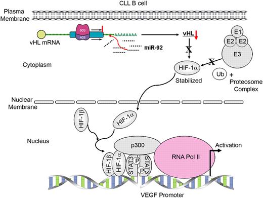 Figure 5. A model for the mechanism on transcription of human VEGF gene by HIF-1α associated with STAT3 in CLL B cells. Expression of HIF-1α in CLL B cells is stabilized due to a reduced level of pVHL, at least in part, through posttranscriptional modification by the overexpressed miR-92-1. Stabilized HIF-1α localizes in the nucleus and heterodimerizes with HIF-1β. Active HIF-1 heterodimer then forms a complex with constitutively active STAT3 and p300 by physical association. In CLL B cells, this active transcriptional complex binds the human VEGF promoter through the HIF-1– and STAT3-specific DNA-binding elements present on the promoter. DNA-bound HIF-1/STAT3/p300 complex then recruits RNA polymerase II transcription machinery at the promoter to transcribe the VEGF gene.