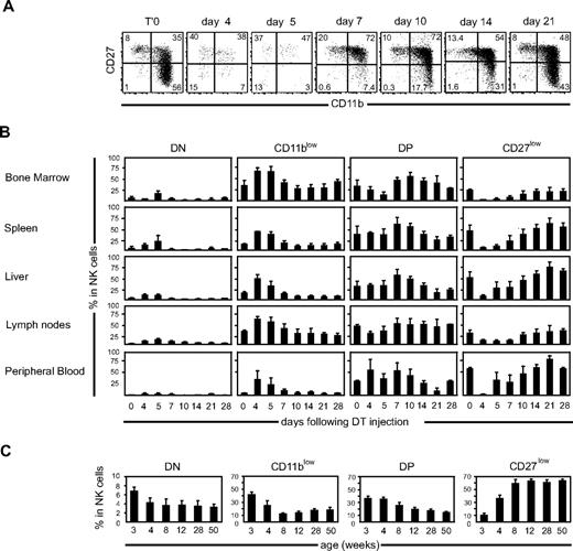 Figure 2. Kinetics of occurrence of NK-cell subsets after DT-induced depletion in NDE mice. (A) Representative flow cytometric analysis of CD27/CD11b expression by splenic NK cells over time after DT-induced depletion. (B) Frequency of each subset in NK cells of different organs, over time after DT-induced depletion, as calculated from flow cytometry data; n = 3 to 8 mice for each time point. (C) Frequency of each subset in splenic NK cells isolated from C57BL/6 mice of different ages; n = 3 or 4 for each time point.