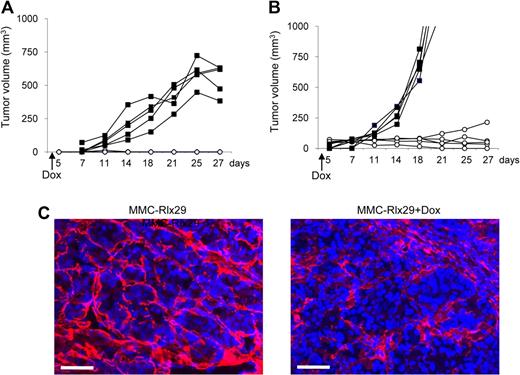 Figure 3. Therapeutic effect of Rlx expression in orthotopic tumors. (A,B) MMC-Rlx29 cells were injected without (A) or with (B) Matrigel into the mammary fat pad of neu-tg mice. Tumor growth in mice without Dox treatment (■) and with Dox treatment (○) that was started at day 2 after tumor cell implantation is shown. Each line represents one animal. Growth of mammary fat pad MMC tumors with and without Dox did not differ from that of MMC-Rlx29 tumors without Dox (data not shown). (C) Immunofluorescence analysis for laminin (red) on sections of MMC-Rlx29 tumors (without and with Dox) harvested at day 27 after tumor implantation. The scale bar represents 100 μm.
