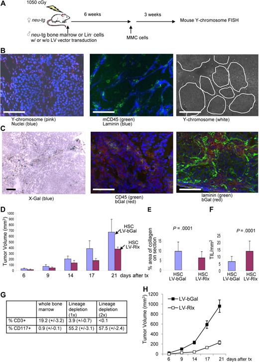 Figure 5. Studies with transplanted mouse bone marrow stem cells. (A) Scheme of experiment. Whole bone marrow cells (B-G) or Lineage-depleted (Lin−) cells (G,H) of male neu-tg mice were transplanted into lethally irradiated female neu-tg mice by tail injection. Six weeks after HSC engraftment, MMC tumors were established by injection of 5 × 105 MMCs. (B) Three weeks after tumor transplantation, tumor sections were analyzed for mouse Y chromosome (left), mouse CD45, and laminin (middle). (B right) Y chromosome signals are shown in a black and white exposure to better visualize their relation to tumor nests. (C) Tumor localization of transplanted mouse bone marrow cells that were transduced with a VSV-G pseudotyped b-Gal–expressing lentivirus vector (LV-bGal). Tumor sections were analyzed for bGal by X-Gal staining (left) and immunofluorescence with anti-bGal and anti-CD45 antibodies (middle) or anti-bGal and antilaminin antibodies (right). The scale bar represents 100 μm. (D) Mouse bone marrow cells were transduced ex vivo with the relaxin-expressing lentivirus vectors (LV-Rlx) or LV-bGal and transplanted into irradiated neu-tg mice. Six weeks later, MMCs were injected subcutaneously. Two days after MMC transplantation mice received Dox, and tumor size was measured (n = 7 per group). (E,F) Three weeks after tumor cell transplantation, morphometric analysis of collagen IV was performed on tumor sections (E), and the number of CD45+ TILs inside tumor nests in direct contact with tumor cells was counted on 10 sections stained for CD45 and laminin (n = 7 per group; F). (G) Flow cytometric analysis for the T-cell marker CD3 and the HSC marker CD117 (cKit) in whole bone marrow and Lin− cells obtained after 1 (1x) or 2 rounds (2x) of magnetic cell sorting using a Lineage-cell depletion kit. Bone marrow was harvested from femurs of neu-tg mice 2 days after 5-FU treatment (n = 3 per group). (H) LV-bGal- or LV-Rlx-transduced Lin− cells were transplanted into lethally irradiated neu-tg mice. Six weeks later, MMC tumors were established by mammary fat pad injection of 5 × 105 MMCs in Matrigel. Both experimental groups received Dox treatment. Shown is the tumor volume (n = 5 per group). Error bars represent SD.