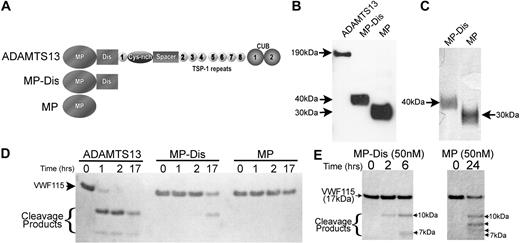 Figure 1. Importance of the ADAMTS13 disintegrin-like domain in VWF115 proteolysis. (A) Schematic representation of the domain organization of ADAMTS13, and the truncated variants MP-Dis and MP. (B) ADAMTS13, MP-Dis, and MP detection by Western blotting in conditioned media after transfection using an anti-His mAb. (C) SDS-PAGE and silver staining of MP-Dis and MP after purification. (D) ADAMTS13, MP-Dis, or MP (5 nM each) were incubated with 6 μM VWF115 at 37°C. Reactions were stopped with EDTA and sample was analyzed by SDS-PAGE. (E) Reactions as in panel D except 50 nM MP-Dis or MP was used.
