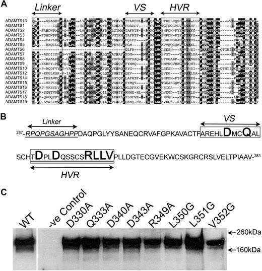 Figure 2. Mutagenesis and expression of ADAMTS13 disintegrin-like domain mutants. (A) Amino acid sequence alignment of the disintegrin-like domain of all ADAMTS family members. (B) Amino acid sequence of the ADAMTS13 disintegrin-like domain. In panels A and B, the linker region that wraps behind the metalloprotease domain is shown. The variable segment (VS) and the hypervariable region (HVR) are boxed. In panel B, the amino acids in bold are those that were mutated and analyzed in this study. (C) Wild-type and mutant ADAMTS13 were expressed in HEK293T cells. After 3 days, expression and secretion were analyzed by Western blot analysis of conditioned media using an anti-ADAMTS13 pAb.