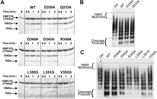 Figure 3. Identification of ADAMTS13 disintegrin-like domain residues important for proteolysis of VWF. (A) Activity assays containing 0.5 nM wild-type or mutant ADAMTS13 and 6 μM VWF115 were incubated at 37°C. At the times indicated, reactions were stopped with EDTA and analyzed by SDS-PAGE. Proteolysis was assessed by the generation of the 10-kDa and 7-kDa VWF115 cleavage products. (B) Multimeric VWF activity assays were set up using 1 nM wild-type ADAMTS13 or VS1 mutants (D330A and Q333A) under denaturing conditions. Reactions were stopped after 2 hours with EDTA followed by VWF multimer analysis. (C) Multimeric VWF activity assays were set up using 3.5 nM wild-type ADAMTS13 or HVR mutants under denaturing conditions. Reactions were stopped after 1 hour with EDTA followed by VWF multimer analysis.