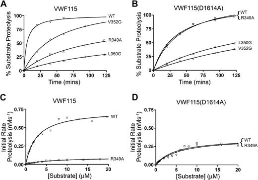 Figure 4. Kinetic analysis of ADAMTS13 disintegrin-like domain mutants. Activity assays were set up using 10 nM ADAMTS13 (or ADAMTS13 mutants, as shown) and either 1 μM VWF115 (A) or VWF115(D1614A) (B). Samples were stopped with EDTA from 0 to 2 hours and percentage of VWF115 proteolysis was determined by HPLC. The reduced proteolytic function of ADAMTS13(R349A) seen in panel A was completely lost when VWF115(D1614A) was used as a substrate (B), suggesting that the influence of R349A is dependent on D1614 in VWF115. ADAMTS13 and ADAMTS13(R349A) were further analyzed by measuring the initial rate of VWF115 (C) or VWF115(D1614A) (D) as a function of substrate concentration. Initial rates of proteolysis (< 15% cleavage) were analyzed after 20 minutes by HPLC. Using VWF115 (C), a large difference between the Vmax for ADAMTS13 and ADAMTS13(R349A) was evident, confirming the time-course results in panel A. When VWF115(D1614A) was used, this difference was completely lost (D), confirming the results in panel B. Graphs shown are single reactions, but representative of 3 separate experiments. The kinetic values derived from panels C and D are shown in Table 1 (n = 3).