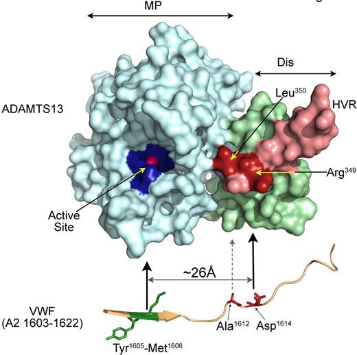 Figure 5. Model depicting the proposed role of the ADAMTS13 disintegrin-like domain. Homology model of the ADAMTS13 MP-Dis. The metalloprotease domain is shown in light blue showing the 3 active site His and catalytic residues Glu (dark blue) that coordinate a catalytic Zn2+ ion (pink). The disintegrin-like domain is depicted in light green, light pink, and red. The hypervariable region (HVR) is highlighted in light pink with Arg349 and Leu350 highlighted in red. These amino acids lie adjacent to the active-site cleft. Arg349 is located approximately 26 Å from the active site Zn2+. The catalytic efficiency of ADAMTS13 is reduced 10- to 20-fold when either of these residues is mutated. We propose a model in which Asp1614 in the VWF A2 domain (located ∼ 26 Å from the Tyr1605-Met1606 scissile bond) interacts with Arg349 in ADAMTS13. This in turn helps position the scissile bond into the active-site cleft.
