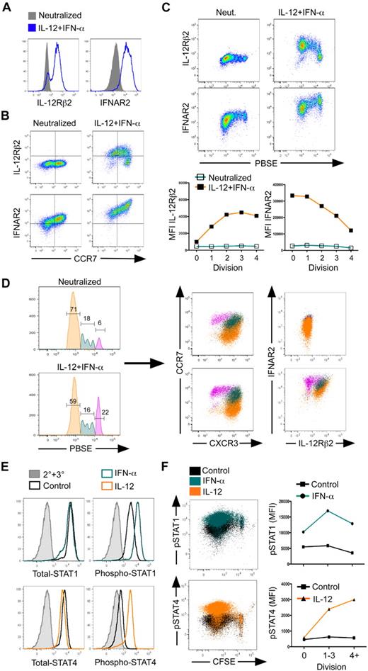 Figure 5. Reciprocal responsiveness to IL-12 and IFN-α/β correlates to development of TEM and TCM cells. (A) Day 3, neutralized or IL-12 plus IFN-α–activated cells were assessed for surface expression of IL-12Rβ2 or IFNAR2 or (B) expression of CCR7, IL-12Rβ2, and IFNAR2. (C) Day 5, PBSE-labeled cells were assessed for IL-12Rβ2 and IFNAR2 expression as a function of division (top), and relative mean fluorescence intensity was quantified (bottom). (D) Day 5, PBSE-labeled cells were gated on division 0 (magenta), division 1-3 (teal), or division 4+ (orange), and chemokine receptor (middle panels) and cytokine receptor (right panels) expression was measured. (E,F) Day 5 cells were polarized with IL-12 + IFN-α, reactivated with cytokines for 30 minutes, and assessed for intracellular STAT or phospho-STAT protein expression. (E) Total STAT, STAT4 (left panels), or phospho-STAT1, phospho-STAT4 (right panels) expression in live CD8+ gated cells. The 2° + 3° antibody alone (gray), unstimulated (black), IFN-α (teal), or IL-12 treated (orange). (F) Dot plot overlays of phospho-STAT1 (top panel, right) or phospho-STAT4 (bottom panel, left) expression as a function of CFSE dilution. Unstimulated (black), IFN-α treated (teal), or IL-12 treated (orange). Quantification of mean fluorescence intensity as a function of CFSE dilution (right panels); phopho-STAT1 (top), phospho-STAT4 (bottom).