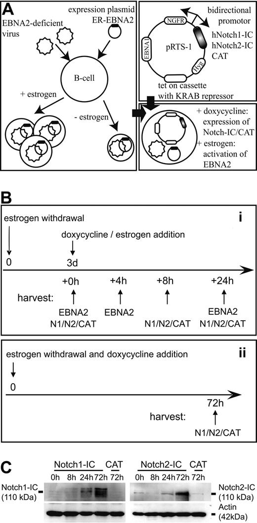 Figure 1. Establishment of Notch1-IC-, Notch2-IC-, and EBNA2-expressing EREB2-5 cells. (A) Expression vectors for Notch1-IC, Notch2-IC, and CAT (negative control) were stably transfected in EREB2-5 cells, a conditionally immortalized lymphoblastoid cell line, in which EBNA2 function depends on the presence of estrogen. Notch1-IC, Notch2-IC, and CAT were cloned downstream of a bidirectional doxycycline-dependent (Tet-O7) promoter. In the opposite orientation, truncated ΔNGFR was cloned to detect or sort Notch1/2-IC– and CAT-expressing cells. The tet-on cassette is coding for the reverse transactivator and the KRAB repressor. The hygromycin expression cassette (Hyg) allows selection of stably transfected cell clones, and the EBNA1 gene ensures episomal maintenance of the expression plasmids. Transfection of the expression plasmids into EREB cells resulted in the following cell lines: Notch1-IC/EREB, Notch2-IC/EREB, and CAT/EREB. Addition of estrogen results in the activation of EBNA2, and addition of doxycycline leads to the expression of Notch1-IC, Notch2-IC, and CAT as well as ΔNGFR. (B) Experimental design that was valid for all kinetic experiments: (i) before induction, cells were deprived of estrogen for 3 days. Cells were harvested directly after estrogen withdrawal (0 hours), 8 hours and 24 hours after doxycycline addition (Notch1-IC, Notch2-IC, CAT) and 4 hours and 24 hours after estrogen addition to CAT/EREB cells (EBNA2). (ii) To examine long-term effects of Notch1/2-IC expression, doxycycline was added immediately after estrogen depletion and cells were harvested 3 days later. The control cell line CAT/EREB was treated in the same way as Notch1-IC/EREB and Notch2-IC/EREB cells. Before the preparation of RNA or protein isolation, ΔNGFR+ cells were purified by MACS separation to enrich the cells with a transcriptional response to doxycycline. (C) Expression of Notch1-IC and Notch2-IC in stably transfected Notch1-IC/EREB (Notch1-IC), Notch2-IC/EREB (Notch2-IC), and CAT/EREB (CAT) cell lines was analyzed by Western blotting. Cells were treated as outlined in panel B. Proteins were harvested at the indicated time points after doxycycline addition. Notch1-IC and Notch2-IC were detected by specific antibodies raised against the intracellular part of Notch1 (left part) or Notch2 (right part). Equal protein loading was controlled by an α-actin antibody. The weak signal of approximately the same molecular weight as Notch2-IC in Notch2-IC/EREB and in CAT/EREB cells in the absence of doxycycline results from endogenous Notch2 expression in B cells and corresponds to the intracellular membrane-anchored part of the Notch2 receptor (Notch2™).