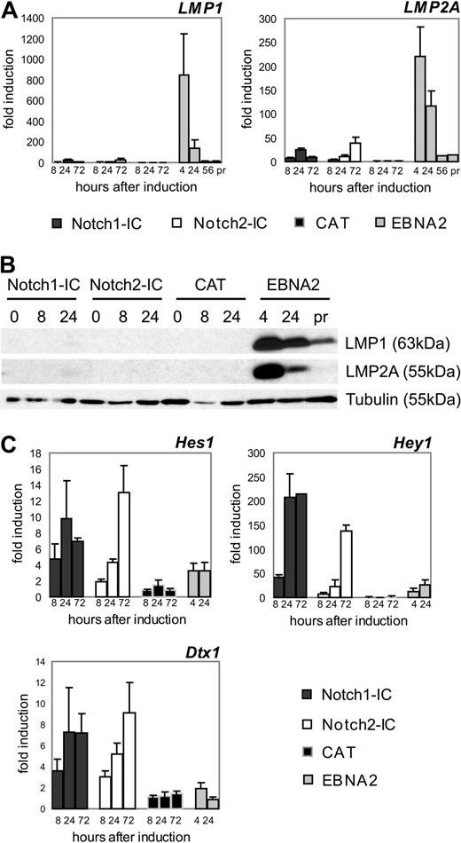 Figure 2. Notch1-IC, Notch2-IC, and EBNA2 exhibit profound differences in the regulation of the viral genes LMP1 and LMP2A and the classical Notch target genes HES1, HEY1, and DTX1. Cells were treated as outlined in Figure 1B and harvested at the indicated time points. (A) The regulation of LMP1 and LMP2A on mRNA level in the stably transfected cell lines was investigated by qRT-PCR. To compare LMP1 and LMP2A levels early after EBNA2 induction with that in proliferating EREB cells, RNA was also prepared 56 hours after estrogen addition and from cells that were continuously growing in the presence of estrogen (pr). mRNA levels of LMP1 and LMP2A were normalized to the expression of ribosomal protein genes and standardized to the value at the time point of induction (0 hours) to obtain fold inductions. Values are representative for 3 independent qRT-PCRs of 3 biologic replicates. Error bars represent SDs. (B) LMP1 and LMP2A protein levels at different time points after induction of Notch1-IC, Notch2-IC, or CAT, after EBNA2 reactivation or in proliferating CAT/EREB cells. Whole-cell lysates were harvested directly after estrogen withdrawal (0 hours), at the indicated time points after doxycycline or estrogen addition or from CAT/EREB cells continuously proliferating in the presence of estrogen (pr). Membranes were stained with α-LMP1 or α-LMP2A antibodies. Equal protein loading was controlled by tubulin staining. (C) The regulation of HES1, HEY1, and DTX1 in the stably transfected cell lines was investigated by qRT-PCR. Total RNA was harvested at the indicated time points after doxycycline or estrogen addition. mRNA levels of HES1, HEY1, and DTX1 were normalized to the expression of ribosomal protein genes and standardized to the value at the time of induction (0 hours) to obtain fold inductions. Values are representative of 3 independent qRT-PCRs of at least 2 biologic replicates.