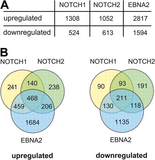 Figure 3. Up- and down-regulated genes in Notch1-IC/EREB, Notch2-IC/EREB, and EBNA2/EREB cells. Affymetrix GeneChip analysis was performed with the human HGU133 Plus 2.0 chip. Notch1-IC/EREB, Notch2-IC/EREB, and CAT/EREB cells were induced and harvested, as outlined in Figure 1B. Before the preparation of total RNA, ΔNGFR+ cells were purified by MACS separation to enrich the cells with a transcriptional response to doxycycline (Figure S3). As negative control, CAT/EREB cells in the absence of estrogen and presence of doxycycline were treated in the same way as Notch1/2-IC/EREB cells. To study EBNA2-regulated genes, CAT/EREB cells were induced by estrogen (EBNA2/EREB). Three independent experiments for each time point were performed to ensure a statistically relevant dataset. Only 17 probe sets were found to be differentially expressed in CAT/EREB cells, excluding a considerable background activity of the tetracycline expression system. (A) Numbers of significantly regulated genes with an at least 1.5-fold induction or repression within any point during the kinetics by Notch1-IC, Notch2-IC, or EBNA2. (B) Significantly regulated genes with an at least 1.5-fold regulation were used for compilation of Venn diagrams to depict genes regulated solely or commonly by Notch1-IC, Notch2-IC, or EBNA2.