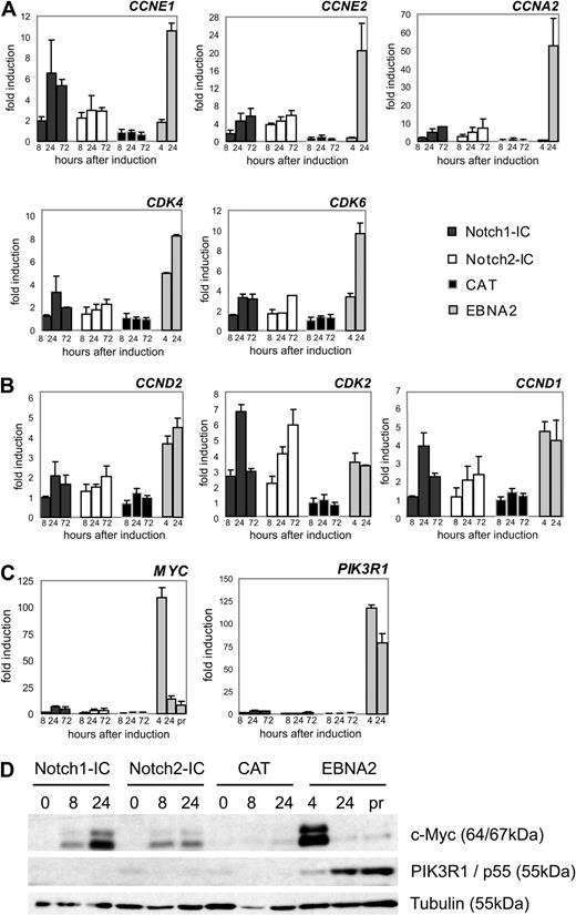 Figure 4. Cell cycle– and proliferation-associated genes differentially expressed by Notch1-IC, Notch2-IC, and EBNA2. Cells were treated as outlined in Figure 1B and harvested at the indicated time points. mRNA levels were quantified by qRT-PCR. mRNA levels were normalized to the expression of ribosomal protein genes and standardized to the value at the time of induction (0 hours). Values represent fold induction of mRNA levels compared with the mRNA levels at 0 hours, which was set to 1. Values are representative for 3 independent qRT-PCRs of at least 2 biologic replicates. (A) Cell cycle–associated genes, which were up-regulated late by EBNA2. These genes were in all cases up-regulated stronger by EBNA2 than by Notch1/2-IC. Cyclins (CCN); cyclin-dependent kinases (CDK). (B) CCN and CDK, which were up-regulated early by EBNA2 and were regulated similarly by Notch1/2-IC. (C) qRT-PCR analysis of the proliferation-associated genes phosphoinositide-3-kinase regulatory subunit 1 (PIK3R1) and MYC, which were up-regulated early and strongly by EBNA2, and only marginally by Notch1/2-IC. (D) Protein expression of MYC and PIK3R1 by Notch1/2-IC and EBNA2: Notch1-IC/EREB, Notch2-IC/EREB, and CAT/EREB cells were deprived of estrogen for 3 days. Whole-cell lysates were harvested from growth-arrested cells (0 hours), from cells that were stimulated with doxycycline for 8 hours or 24 hours (Notch1-IC, Notch2-IC, CAT) or from CAT/EREB cells, which were stimulated with estrogen for 4 hours or 24 hours (EBNA2). In addition, whole-cell extracts were prepared from CAT/EREB cells continuously growing in the presence of estrogen (pr). Membranes were stained with antibodies raised against human Myc protein and PIK3R1 (recognizing p85α, p55α, and p50α). Equal protein loading was controlled by staining with an α-tubulin antibody. Error bars in panels A through C represent SDs.