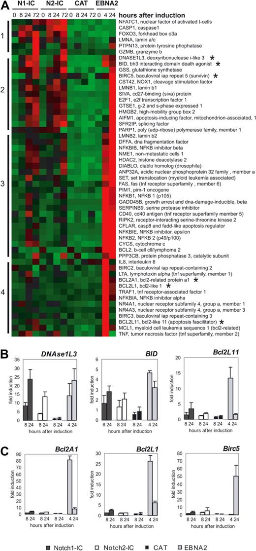 Figure 6. Differentially expressed proapoptotic and antiapoptotic genes in Notch1-IC/EREB, Notch2-IC/EREB, CAT/EREB, and EBNA2/EREB cells. (A) The heat map displays genes associated with anti- and proapoptotic functions, which were regulated at least 2-fold. Absolute expression values are compressed for better demonstration to −2 to +2. Red squares indicating a high (up to +2) expression, green (up to −2) a low expression, and black the mean (0) expression over the whole kinetics of all cell lines. Numbers and bars on the left side describe the clusters after hierarchical clustering. Gene symbols and gene names are depicted on the right side of the heat map. The cell lines are indicated above the heat map, as follows: N1-IC (Notch1-IC/EREB), N2-IC (Notch2-IC/EREB), CAT (CAT/EREB), and EBNA2 (CAT/EREB after addition of estrogen). The transcripts of which the expression was validated by quantitative RT-PCR are indicated by asterisks. Quantitative RT-PCR analysis of apoptotic (B) and antiapoptotic (C) genes: cells were deprived of estrogen for 3 days before doxycycline (Notch1-IC, Notch2-IC, CAT) or estrogen (EBNA2) addition. Total RNA was prepared from growth-arrested cells 0 hours, 8 hours, and 24 hours after doxycycline addition, and 4 hours and 24 hours after estrogen induction. mRNA expression was measured by qRT-PCR. mRNA levels are normalized to the transcriptional level of ribosomal protein genes and standardized to the time point of induction (0 hours), to calculate the fold induction at the different time points after doxycycline or estrogen addition. Values are representative of 3 independent qRT-PCRs of 3 biologic replicates. The analyzed genes are indicated above the diagrams; the coding of the graphs is elucidated beside the diagram: Notch1-IC (Notch1-IC/EREB), Notch2-IC (Notch2-IC/EREB), CAT (CAT/EREB), and EBNA2 (CAT/EREB after addition of estrogen).
