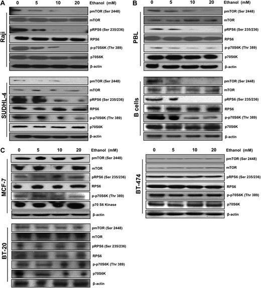 Figure 1. Ethanol decreases mTOR pathway signaling in lymphocytes. Representative Western blot analysis of (A) Raji and SUDHL-4, (B) B cells and PBLs, and (C) MCF-7, BT-474, and BT-20 cells after 10 days of ethanol treatment (0-20 mM). A total of 50 μg total protein lysates was loaded, and the abundance of pmTOR, mTOR, pRPS6, RPS6, p-p70S6K, p70S6K, and β-actin was assessed.