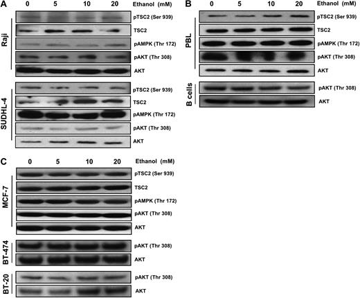 Figure 2. Ethanol down-regulates mTOR in a TSC2-independent manner. Representative Western blot analysis of (A) Raji and SUDHL-4, (B) B cells and PBLs, and (C) MCF-7, BT-474, and BT-20 cells treated with ethanol (0-20 mM) for 10 days. A total of 50 μg total protein lysates was loaded, and the abundance of pTSC2, TSC2, pAMPK, pAKT, and AKT was assessed.