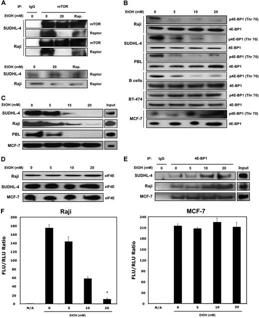 Figure 3. Ethanol alters 4E-BP1 and eIF4E association and decreases cap-dependent translation in lymphocytes. (A) Immunoprecipitation (IP) of protein lysates with either anti-mTOR antibody or control IgG was assayed to analyze changes in association of mTOR and Raptor. (B) Raji, SUDHL-4, B cells, PBLs, MCF-7, and BT-474 cells were treated with ethanol (0-20 mM) for 10 days, and lysates were collected. Levels of p4E-BP1 and total 4E-BP1 were analyzed by Western blot. (C) A total of 250 μg total lysates was incubated with a 5′ 7mG cap analog conjugated to agarose beads and used to pull down cap-bound eIF4E. (D) Total eIF4E levels were measured by Western blot analysis. (E) Immunoprecipitation (IP) of protein lysates with either anti–4E-BP1 antibody or control IgG was assayed to analyze changes in association of 4E-BP1 and eIF4E. (F) Cap-dependent translation of ethanol-treated cells was measured by transfection with a bicistronic luciferase construct (cap-dependent firefly luciferase and IRES Renilla luciferase). Six hours after transfection, cells were treated with appropriate amounts of ethanol for a further 24 hours. Cells were then harvested, and luciferase activity was measured. Data points represent the mean of 3 independent experiments, with error bars corresponding to SD (P ≤ .002).