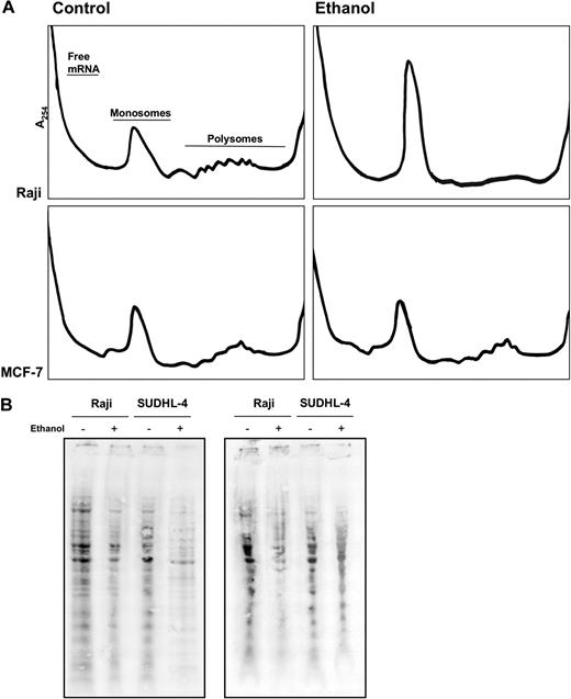Figure 4. Chronic ethanol treatment leads to a suppression of global translation. (A) Raji and MCF-7 cells were treated with ethanol (0 or 20 mM) for 10 days. On the 10th day, cytoplasmic lysates were prepared and fractionated over sucrose gradients. From left to right, the distribution of free mRNA (not bound to ribosomes or ribosome subunits), ribosome subunits 40S and 60S, as well as monosomes (single ribosomes) and polysomes of increasing molecular weight is indicated. (B) Raji and SUDHL-4 cells were treated with ethanol (0 or 20 mM) for 10 days and then incubated for 20 minutes with 35S-labeled amino acids. Lysate aliquots of 50 μg of total protein were fractionated by SDS-PAGE, transferred onto PVDF membranes, and visualized and quantified using a PhosphorImager. Two independent experiments are shown.