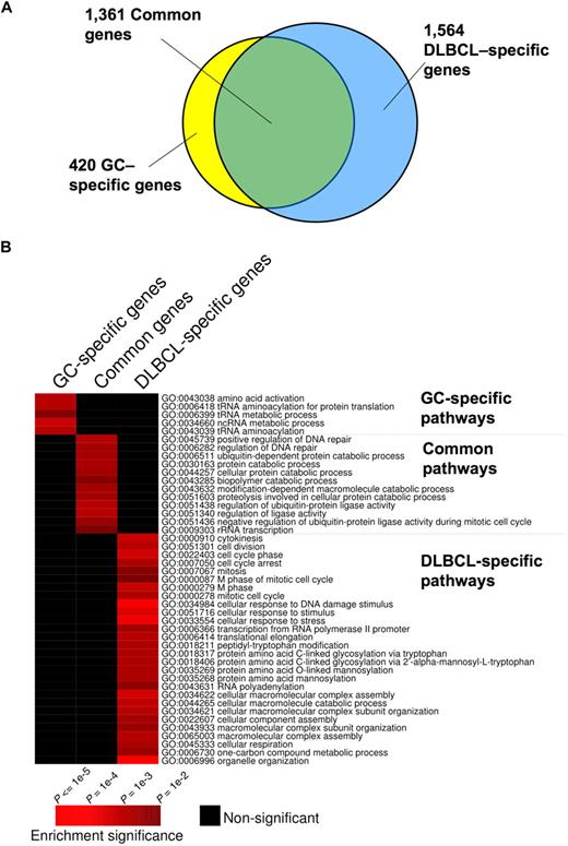 Figure 1. Distinct and overlapping BCL6 target genes in DLBCL and GC B cells. (A) The Venn diagram illustrates the numbers of target genes specific to GC B cells, DLBCL cells, and the number of the common target genes between these cell types. (B) The heatmap represents the combination of GO term enrichment identified by PAGE in GC-specific, DLBCL-specific, and common target genes. Red indicates the intensity of enrichment of GO terms (rows) among these groups of target genes (columns). The statistical significance of the heatmap color code is provided.