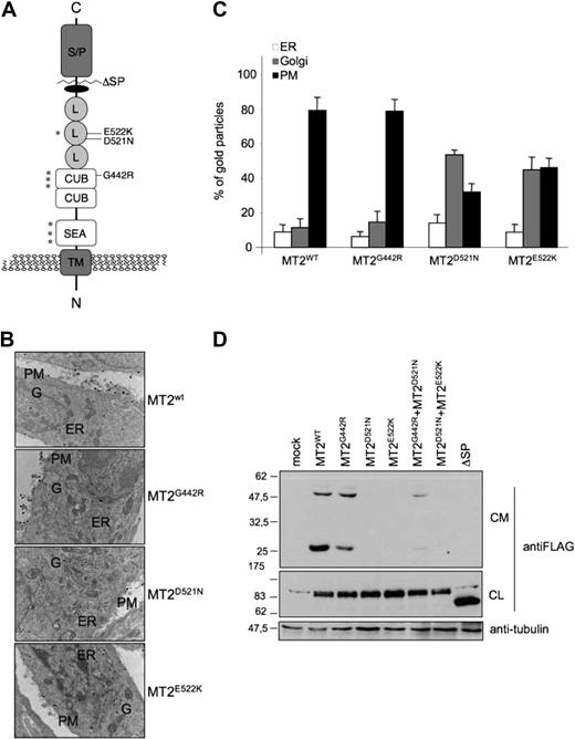 Figure 1. Morphometric analysis and processing of MT2 variants. (A) Schematic representation of MT2 functional domains and localization of the studied mutations. TM indicates transmembrane domain; SEA, sea urchin sperm protein, enteropeptidase agrin; CUB, complement protein subcomponents C1r/C1s, urchin embryonic growth factor, and bone morphogenetic protein 1 domain; L, low-density lipoprotein receptor class A domain; S/P, serine protease domain. *Predicted consensus N-glycosylation sites. (B) Electron microscopy and (C) morphometric analysis of MT2 variants. HeLa cells were transiently transfected with Lipofectamine 2000 using pcDNA3.1 expressing WT and mutant MT2. After 18 hours, cells were fixed, labeled with a polyclonal rabbit anti-FLAG using the gold-enhance protocol, embedded in Epon-812, and cut. Immunoelectron microscopy (EM) images were acquired from thin sections under a Philips Tecnai-12 electron microscope (Philips, Eindhoven, The Netherlands) using an ULTRA VIEW CCD digital camera (Philips). Images were acquired using AnalySIS software (Soft Imaging System, Lakewood, CO; original magnification ×23 000; B). Thin sections were used to quantify gold particles residing within different compartments of the secretory pathway (C). PM indicates plasma membrane; ER, endoplasmic reticulum; and G, Golgi. (D) Characterization of wild-type and mutant MT2. Whole-cell extracts and concentrated media of transiently transfected HeLa cells were analyzed by 10% sodium dodecyl sulfate–polyacrylamide gel electrophoresis. Western blot was performed following standard procedures; MT2 was revealed by the anti-FLAG antibody. CL indicates cellular lysates; and CM, conditioned medium. The equal loading was verified by antitubulin. Scales refer to relative molecular mass (in kilodaltons).