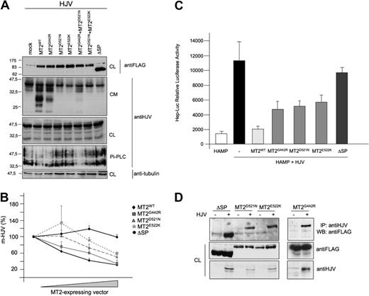 Figure 2. MT2/HJV functional interaction. (A) HeLa cells were transfected with HJV in the presence of the empty vector (mock), matriptase-2wt (MT2wt), MT2G442R, MT2D521N, MT2E522K, MT2G442R/D521N, MT2D521N/E522K, and MT2ΔSP. Whole-cell extracts (CL), concentrated media (CM), and supernatants after PI-PLC cleavage (PI-PLC) were loaded onto a 10% sodium dodecyl sulfate–polyacrylamide gel electrophoresis and processed for Western blot analysis. Anti-FLAG and anti-HJV were used to detect MT2 and HJV, respectively. The equal loading was verified by antitubulin. Scales refer to relative molecular mass (in kilodaltons). (B) Binding assay was used to measure m-HJV in the presence of increasing concentrations of wild-type and mutants MT2 expressing vectors and was performed essentially as described in “Functional characterization of matriptase-2 mutants.” Experiments were made in triplicate and performed 3 times. Error bars represent SD. (C) Hepcidin promoter responses by HJV, in the presence of MT2. A firefly luciferase reporter driven by 2.9 kb of the proximal hepcidin promoter was cotransfected into Hep3B cells with Renilla luciferase vector pRL-TK, either alone (HAMP) or with HJV (HAMP + HJV) combined or not with MT2-expressing vectors. Relative luciferase activity is calculated as reported in “Functional characterization of matriptase-2 mutants” and expressed as a multiple of the activity of cells transfected with the reporter alone. Experiments, made in triplicate, were performed 3 times. Error bars represent SD. (D) HeLa cells were cotransfected with wild-type and mutant matriptase-2 (MT2WT, MT2G442R, MT2D521N, MT2E522K) in the presence of HJV or of an empty vector. Precleared whole-cell extracts were immunoprecipitated with anti-HJV and revealed with the anti-FLAG antibody, which recognizes MT2. To control for transfection, whole-cell extracts (CL) were loaded and revealed with anti-HJV and/or anti-FLAG antibodies.