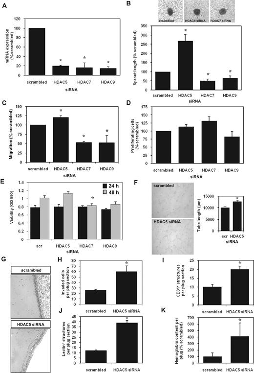Figure 1. Role of class IIa HDAC isoenzymes for angiogenic function and cell-cycle progression in endothelial cells. (A-F) Effects of siRNA against individual class IIa HDAC isoenzymes in HUVECs on (A) HDAC mRNA expression as measured by quantitative PCR. Data (delta Ct) are mean ± SEM (n = 3, *P < .05 vs scrambled). (B) Capillary-like sprout formation from spheroid cultures (n ≥ 4; *P < .05). (C) Scratched wound endothelial cell migration (n ≥ 3; *P < .05). (D) Proliferation rate measured by flow cytometric detection of BrdU-labeled HUVECs in the S-phase (n = 7-11). (E) Viability measured by MTT assay (n = 3). (F) Tube formation in a Matrigel assay (n = 6; *P < .05). (G-K) Biochemical and histologic analysis of Matrigel plugs containing scrambled versus HDAC5 siRNA-transfected HUVECs at day 7 after subcutaneous implantation (n ≥ 3 per group). (G) Representative hematoxylin and eosin–stained plug sections. Pictures were taken using an Axiovert 100M microscope, an AxioCam camera, a Plan-NEOFLUAR 10×/0.30∞/0.17 objective, and the AxioVision Rel. 4.6.3 Sp1 software (Carl Zeiss). (H) Number of invaded cells per hematoxylin and eosin–stained plug section (*P < .05). (I) Number of CD31+ structures per plug section. (J) Number of lectin+ structures per plug section. (K) Hemoglobin content of Matrigel plugs (* P < .05).