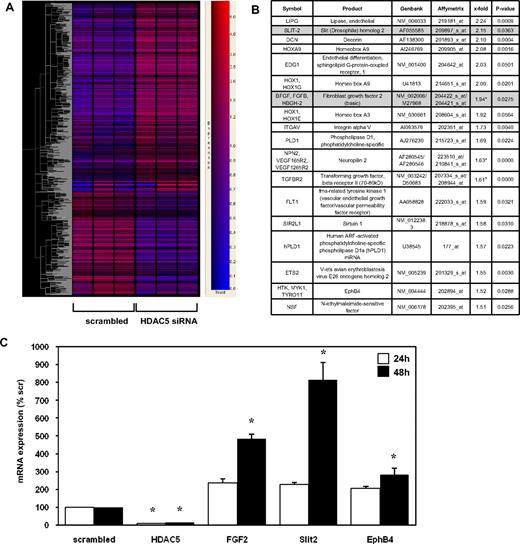 Figure 3. Identification of target genes regulated by HDAC5 in endothelial cells. (A) Bioinformatic analysis of the RNA profile of HUVECs transfected with HDAC5 siRNA after 24 hours (n = 3 each). Up- and down-regulated genes in response to HDAC5 siRNA versus scrambled siRNA as a proportion of all analyzed genes are shown in a gene tree analysis. The color scale is shown on the right. The brightness indicates the trust. Blue represents low expression; red, high expression. (B) Summary of selected genes relevant to angiogenesis, which were up-regulated in response to HDAC5 siRNA transfection in the oligonucleotide array. *In case of 2 different oligonucleotides representing one gene, the data were pooled. Because we focused in our following study on Slit2 and FGF2, both targets are highlighted in gray. (C) Quantitative analysis of HDAC5 and selected target gene expression in response to HDAC5 siRNA versus scrambled siRNA after 24 hours and 48 hours using real-time PCR (n = 3; *P < .05 vs scrambled).