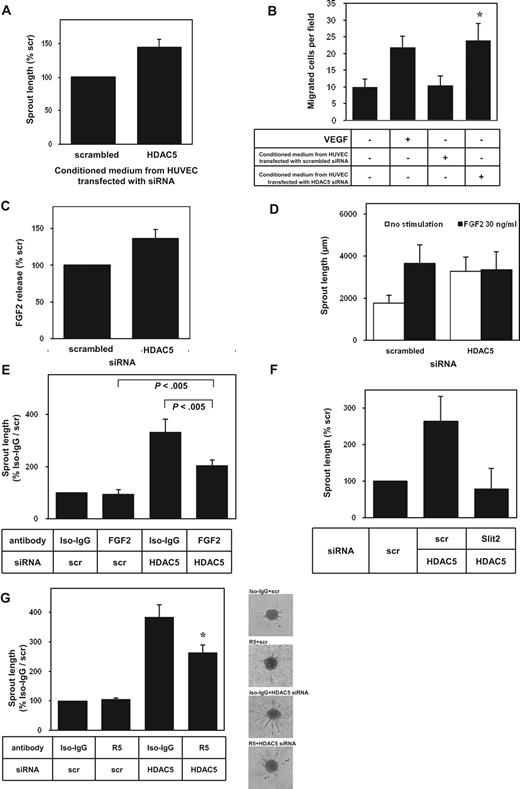 Figure 4. Role of HDAC5 for sprout formation and secretion of angiogenic factors. (A) Sprout formation from endothelial cell spheroid cultures incubated with conditioned medium from HUVECs transfected with scrambled siRNA or HDAC5 siRNA for 42 hours (n = 9). (B) Boyden chamber migration of nontransfected HUVECs toward a conditioned medium. The medium was derived from HUVECs transfected with scrambled siRNA or HDAC5 siRNA for 48 hours. The number of migrated cells per field after 5 hours is given. Addition of exogenous VEGF (50 ng/mL, 5 hours) served as control. *P < .05 versus conditioned medium of scrambled siRNA-transfected HUVECs (n = 4). (C) Enzyme-linked immunosorbent assay measurement of FGF2 release into medium incubated for 2 days with HUVECs transfected with siRNA against HDAC5 (n = 4). (D) Capillary-like sprout formation from HUVEC spheroid cultures stimulated with exogenous FGF2 (30 ng/mL) after transfection of scrambled siRNA or HDAC5 siRNA for 24 hours (n = 4). (E) Capillary-like sprout formation from HUVEC spheroid cultures in the presence of a neutralizing FGF2 antibody (4 μg/mL) or IgG control after transfection of scrambled siRNA or HDAC5 siRNA for 24 hours (n = 5-7). (F) Sprout formation from spheroid cultures of scrambled versus HDAC5 siRNA-transfected HUVECs cotransfected with either of 2 independent Slit2 siRNA oligonucleotides (n = 2). (G) Capillary-like sprout formation from HUVEC spheroid cultures in the presence of R5, an IgG2b monoclonal antibody to the first immunoglobulin domain of Robo1, which neutralizes activation by Slit2, or 12CA5 IgG control antibody with no antagonistic effect at the Robo1 receptor after transfection of scrambled siRNA or HDAC5 siRNA for 24 hours. *P < .05 versus HDAC5 siRNA with 12CA5 IgG control antibody (n = 4-10). Representative images are shown on the right. Pictures were taken using an Axiovert 100M microscope, an AxioCam camera, a Plan-NEOFLUAR 10×/0.30∞/0.17 objective, and the AxioVision Rel. 4.6.3 Sp1 software (Carl Zeiss).