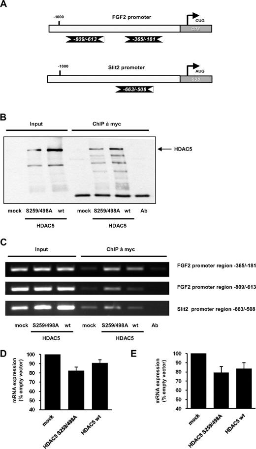 Figure 5. Binding of HDAC5 to the promoter of FGF2 and Slit2. (A) Overview of primer pairs amplifying the indicated promoter regions relative to the transcription start within the FGF2 and Slit2 genes. (B) Western blot analysis was performed to confirm the immunoprecipitation of myc-tagged overexpressed HDAC5 wt and HDAC5 S259/498A mutant. (C) The ChIP was performed in HUVECs overexpressing myc-tagged HDAC5 wt or HDAC5 S259/498A mutant using an antibody against c-myc. Representative PCR with primers detecting the indicated promoter regions of the FGF2 and Slit2 genes are shown (n = 3). Ab indicates antibody control. (D) Expression of FGF2 mRNA in HUVECs transfected with HDAC5 wt or HDAC5 S259/498A mutant after 48 hours (n = 4). (E) Expression of Slit2 mRNA in HUVECs transfected with HDAC5 wt or HDAC5 S259/498A mutant after 48 hours (n = 3).