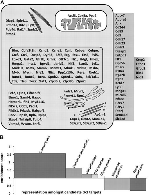 Figure 2. Candidate Scl target genes. (A) Diagram of identified Scl target genes and relative location within cellular compartments; cytoskeleton, mitochondrion, nucleus, cytoplasm, endoplasmic reticulum, Golgi, plasma membrane, and extracellular region/secreted proteins. (B) Representative grouping of gene ontology of candidate Scl target genes. Candidate target genes were classified into functionally related categories using the DAVID analysis tool.32,33 Significance of group classification was defined by enrichment scores based on Fisher exact statistics. Overrepresented categories are greater than 1, whereas underrepresented categories are smaller than 1.