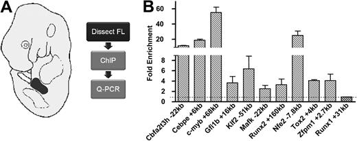 Figure 3. Confirmation of novel targets of Scl binding in vivo in primary tissue. (A) Fetal livers were dissected from E11.5 wild-type embryos, and chromatin was prepared and immunoprecipitated using an antibody against Scl. Enriched DNA was then analyzed by quantitative real-time PCR. (B) Real-time PCR analysis of ChIP assays in E11.5 fetal liver (FL) validates Scl binding to previously unknown TF targets of Scl. Fold enrichment levels were normalized to IgG and compared with a negative control region (Runx1 +31kb).