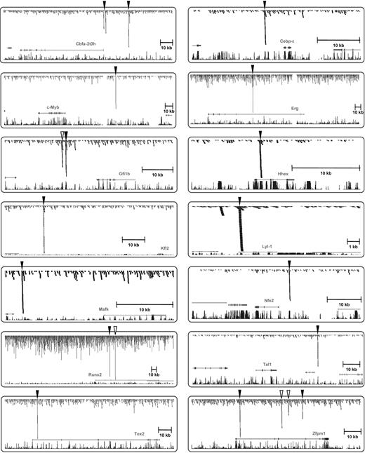 Figure 4. Novel binding targets of Scl within 11 TF gene loci. Combined ChIP-Seq raw data were displayed on UCSC genome browser as for Figure 1C for the Scl locus, as well as 13 newly identified TF targets of Scl. Significant peaks of Scl binding are highlighted with arrowheads. Open arrowheads were not functionally validated, and filled arrowheads were functionally validated in vivo in this study except for Hhex and Lyl-1, which had already been tested in transgenic mice.42,43