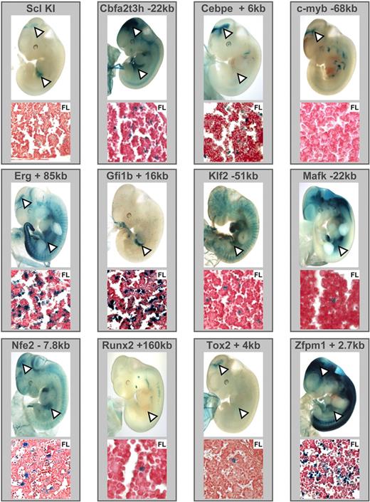Figure 5. Scl-bound regions within TF loci function as enhancers in transgenic mice and display characteristic Scl knockin staining patterns. DNA fragments corresponding to the Scl-bound regions were cloned into a LacZ reporter plasmid and used to generate transgenic F0 embryos. A Scl LacZ knockin embryo is shown as a reference for the characteristic staining pattern (see text). (Note that the LacZ sequence used to create the Scl knockin mice differs from the one used in transgenic reporters; hence, the more punctuate staining with the knockin.) E11.5 X-Gal–stained whole-mount embryos and paraffin sections of fetal liver are shown. White arrowheads highlight midbrain and fetal liver staining.
