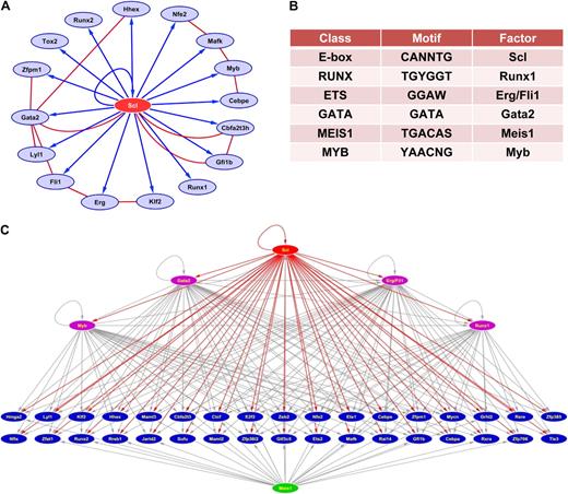 Figure 6. Reconstruction of Scl-centric regulatory networks. (A) In vivo validated core network. Blue arrows indicate activation through Scl-bound enhancers validated in transgenic mice. Red lines indicate protein-protein interactions curated from the literature.58–60 (B) Motif overrepresentation analysis of 228 Scl-bound regions shows overrepresentation of multiple consensus binding sites associated with stem cell regulators (for full results, see Table S2). (C) Extended Scl-centric TF network with Scl at the top and Scl targets involved in transcription regulation underneath. Red arrows correspond to Scl controlling target genes through elements found to be occupied by Scl in the current study. Gray arrows indicate inferred links based on the presence of overrepresented motifs from (B). Factors with inferred links are shown in purple if they are Scl targets, in green if they are not.