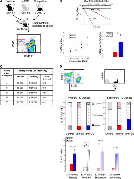 Figure 1. PGE2 enhances hematopoietic stem cell engraftment. (A) Test bone marrow from CD45.1 or CD45.2 mice was treated with vehicle or dmPGE2, respectively. CD45.1/CD45.2 hybrid marrow cells were used as competitors. Limiting dilutions were transplanted into lethally irradiated (1100 cGy, split dose) CD45.1/CD45.2 hybrid mice and chimerism in PB was analyzed for 20 weeks. A representative flow plot detecting each cell population is shown. (B) Frequency analysis (top) for vehicle (red)– or dmPGE2 (blue)–pulsed cells, determined by Poisson statistics, at 12 weeks; P0 = 85 560 (vehicle) and P0 = 23 911 (dmPGE2 treated). Chimerism in PB and CRU analysis is shown at 12 weeks (mean ± SEM). Data represent 2 pooled experiments; n = 5 mice/group/experiment, each assayed individually. (*P < .05 compared with vehicle control.) (C) HSC frequency analysis in recipients of vehicle- or dmPGE2-treated bone marrow over 20 weeks. Fold change indicates increase in frequency of engraftment of dmPGE2-pulsed cells compared with vehicle. (D) Representative FACS plots of multilineage reconstitution (M indicates myeloid; B, B lymphoid; and T, T lymphoid). Multilineage analysis for primary transplantation (32 weeks) and a cohort of 4 mice that received transplants from mice that underwent primary transplantation at 20 weeks, with analysis 12 weeks later. For mice that underwent primary transplantation at 32 weeks, vehicle-treated cells were (mean ± SEM) 14.1% plus or minus 3.5% M, 70.8% plus or minus 1.1% B, and 17.8% plus or minus 1.4% T, versus dmPGE2-treated cells, which were 15.7% plus or minus 2.5% M, 76.9% plus or minus 3.4% B, and 7.5% plus or minus 1.2% T. For mice that underwent secondary transplantation at 12 weeks, vehicle-treated cells were 15.7% plus or minus 5.3% M, 60.3% plus or minus 4.8% B, and 22.1% plus or minus 3.6% T, versus dmPGE2-treated cells, which were 37.0% plus or minus 6.5% M, 52.3% plus or minus 5.4% B, and 9.0% plus or minus 1.4% T. (*P < .05 vs vehicle control.) Increased chimerism of dmPGE2-treated cells versus vehicle is shown for primary transplantation at 20 weeks (time of secondary transplantation) and in a subcohort at 32 weeks (time of 12-week analysis of secondary transplantation), for secondary transplantation at 12 weeks and 24 weeks. Data for 20-week primary transplantation were from 2 pooled experiments; n = 5 mice/group/experiment, each assayed individually. Data for secondary transplantations were from n = 5 mice/group, each assayed individually.